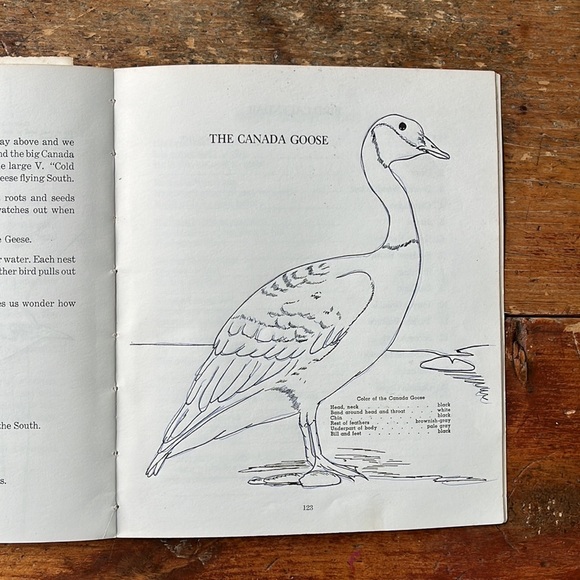 Birds To Know Vintage 60’s Colouring And Lesson Book - Picture 13 of 14